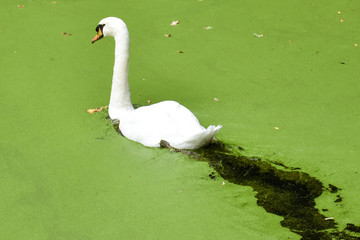 Schwan 06