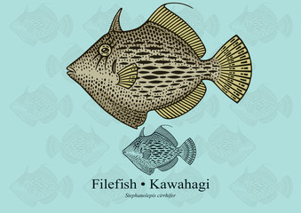 Filefish. Vector illustration with refined details and optimized stroke that allows the image to be used in small sizes (in packaging design, decoration, educational graphics, etc.)