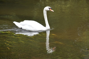 Schwan 02
