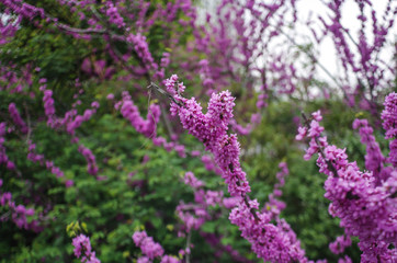 Fototapeta premium View of Chinese Redbud