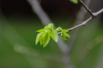 Young Growths Green Grass of a Tree