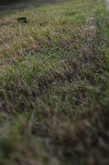 A Close-up of Grass on the Ground