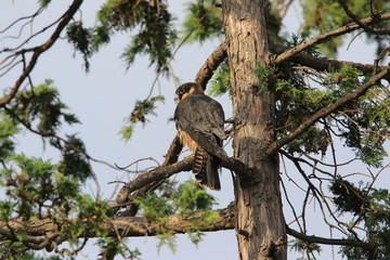 Fototapeta na wymiar Eurasian hobby (Falco subbuteo) in Japan