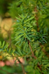  green leaves