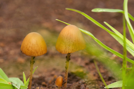 Close up of Mushrooms, Panaeolus foenisecii, Maharashtra, India