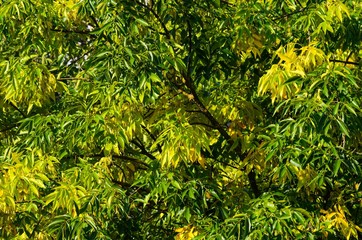 Crown of Deciduous Forest in Autumn.