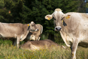 Kühe grasen auf einer Wiese im bayrischen Allgäu auf einer Koppel. Urlaub auf einem Bauernhof in Bayern.