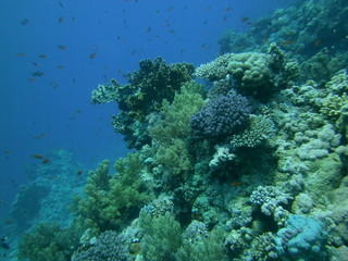 Underwater nature