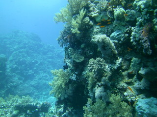 Fototapeta na wymiar Underwater nature