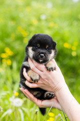 Portrait of adorable two weeks old shiba inu puppy in the hands of the owner in the buttercup meadow