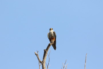 Eurasian hobby (Falco subbuteo) in Japan