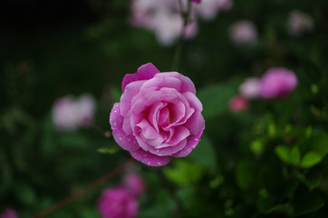 A Close-up of a Small Pink Flower