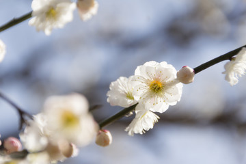 いなべ市梅林公園の梅／三重県いなべ市