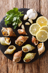 Fresh raw shellfish whelk, sea snails bulot close-up and lemon, parsley, garlic for sauce on a slate board. Vertical top view from above