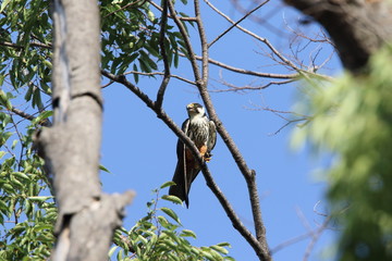 Eurasian hobby (Falco subbuteo) in Japan