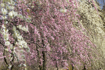 いなべ市梅林公園の梅／三重県いなべ市