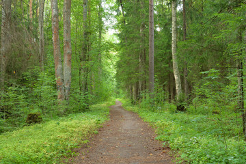 Fototapeta na wymiar Road in forest at summer.