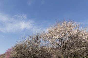 いなべ市梅林公園の梅／三重県いなべ市