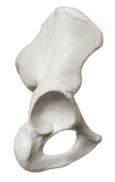 Anatomia ossa anca
