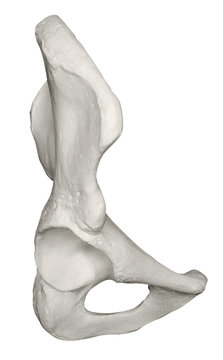 Anatomia ossa anca