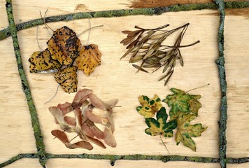 Close up of autumn leaves and maple seeds on a wooden background.