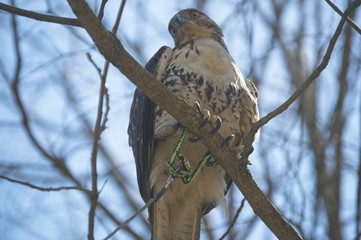 On a Limb