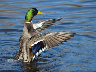 Mallard duck flapping its wings in water
