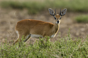 Steenbok, Raphicère champêtre, Raphicerus campestris © JAG IMAGES