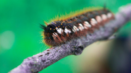 caterpillar