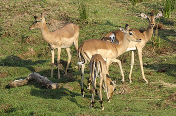Impala, Aepyceros melampus, Afrique du Sud