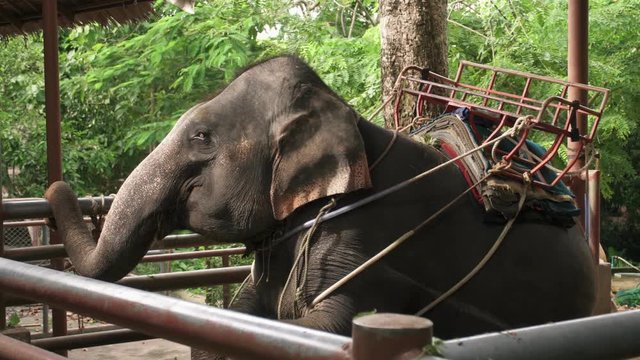 Asian Elephant (Elephas maximus) in Enclosure in Thailand