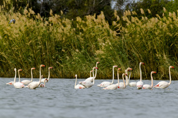 Fototapeta premium flamant rose, Greater Flamingo, phoenicopterus roseus