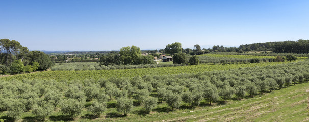 Winegrowingat and olive grove in the Alpilles Region at St Rémy de Provence. Buches du Rhone, Provence, France.