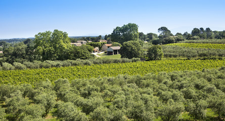 Fototapeta na wymiar Winegrowingat and olive grove in the Alpilles Region at St Rémy de Provence. Buches du Rhone, Provence, France.