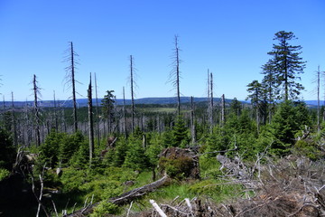 Fototapeta premium Fernblick und tote Bäume auf dem Brocken im Harz