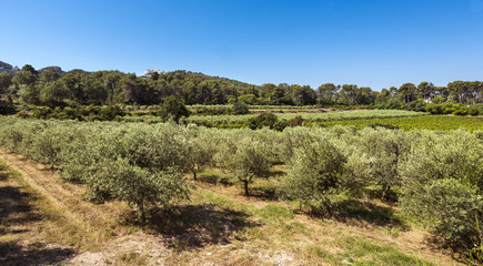 Fototapeta na wymiar Olive grove overlooking the Alpilles near Remy de Provence, Buches du Rhone, Provence, France.