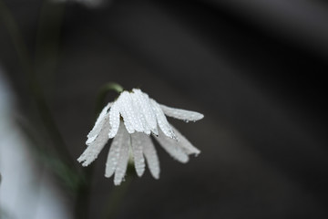 sad daisy