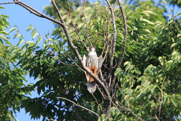 Eurasian hobby (Falco subbuteo) in Japan