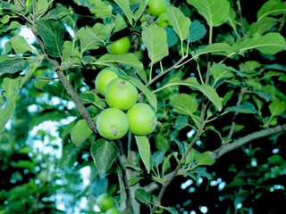Green Little Apples In Orchard In Kashmir Valley India