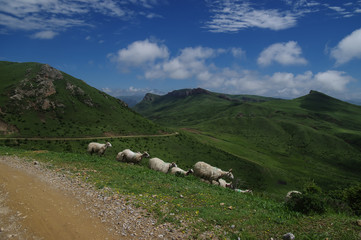 A flock of sheep on the grass