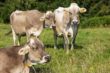 Im Allg&auml;u, K&uuml;he bzw. Rinder in einer Koppel auf einer Alm.