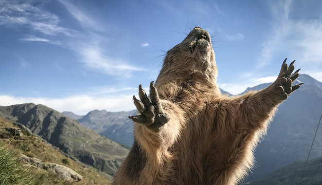 Murmeltier macht M&auml;nnchen