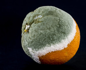 Mouldy Orange