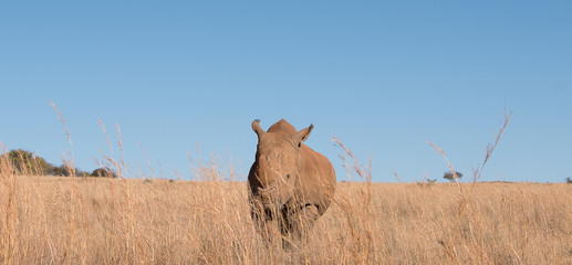 Charging rhino