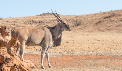 Antelope looking to the distance