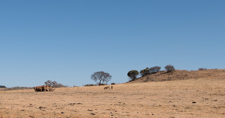 Safari landscape 