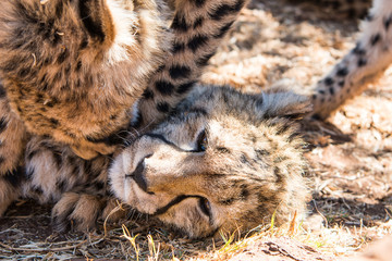Cheetah cubs playing