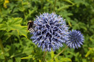 Bumble Bee