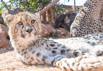 Cheetah cub