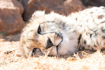 Sleeping Cheetah cub
